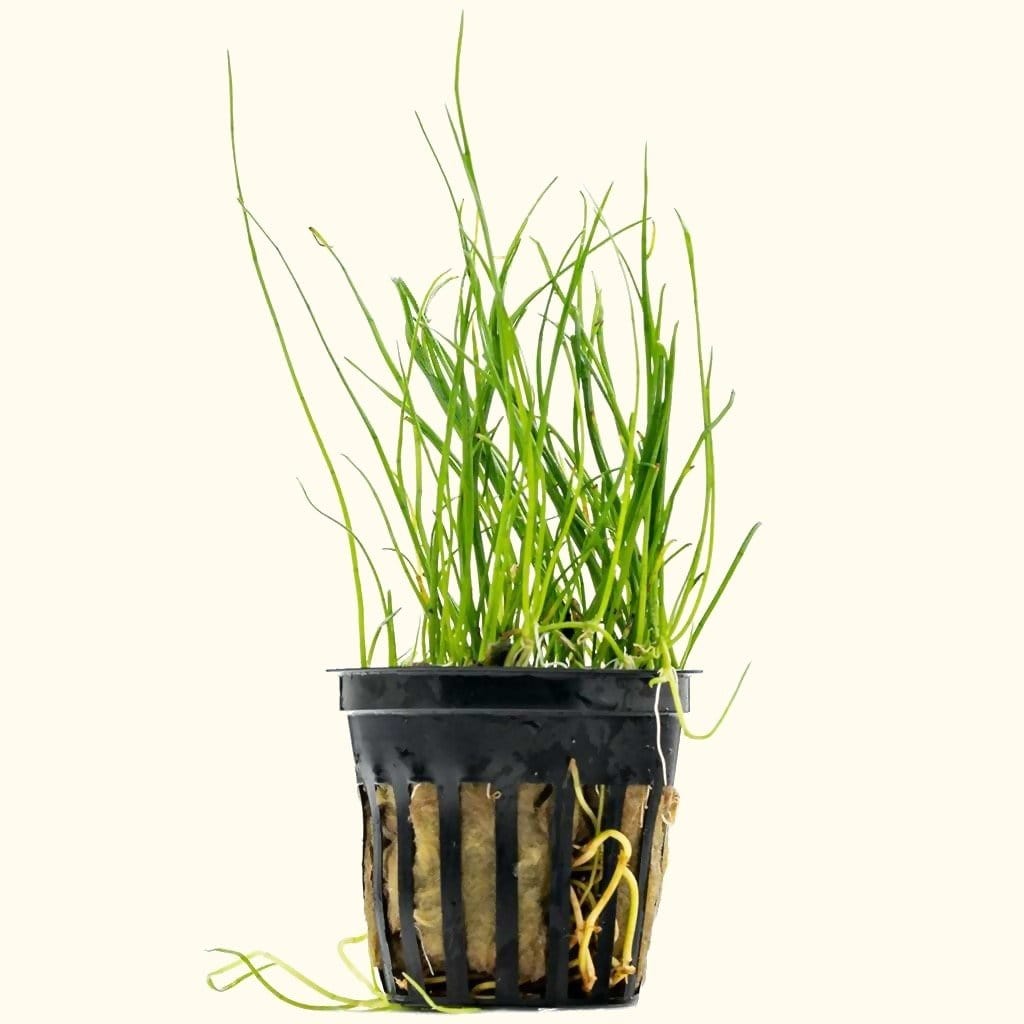 Micro Sword Live Aquarium Plants for Freshwater Tanks