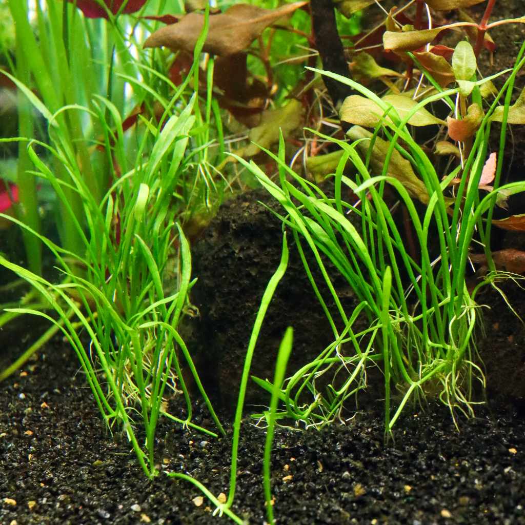 Micro Sword Live Aquarium Plants for Freshwater Tanks