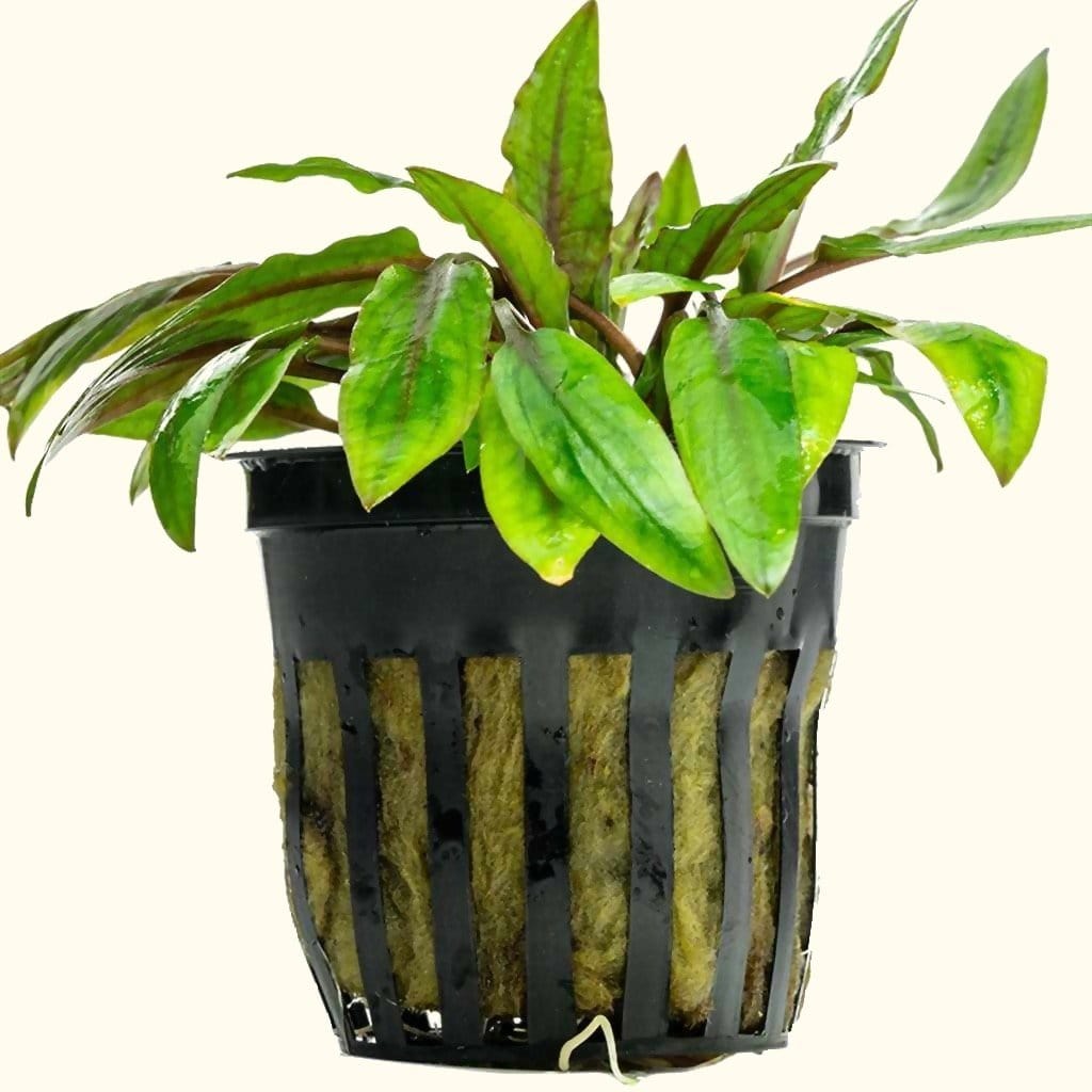 Green Cryptocoryne Wendtii Aquarium Plant