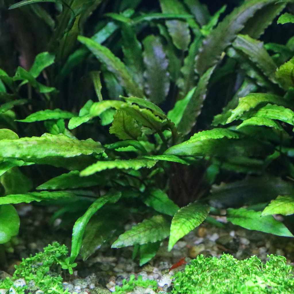 Green Cryptocoryne Wendtii Aquarium Plant