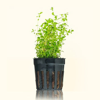 Freshwater Pearl Weed Aquarium Plant