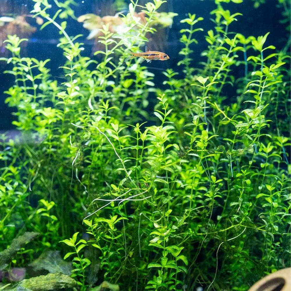 Freshwater Pearl Weed Aquarium Plant