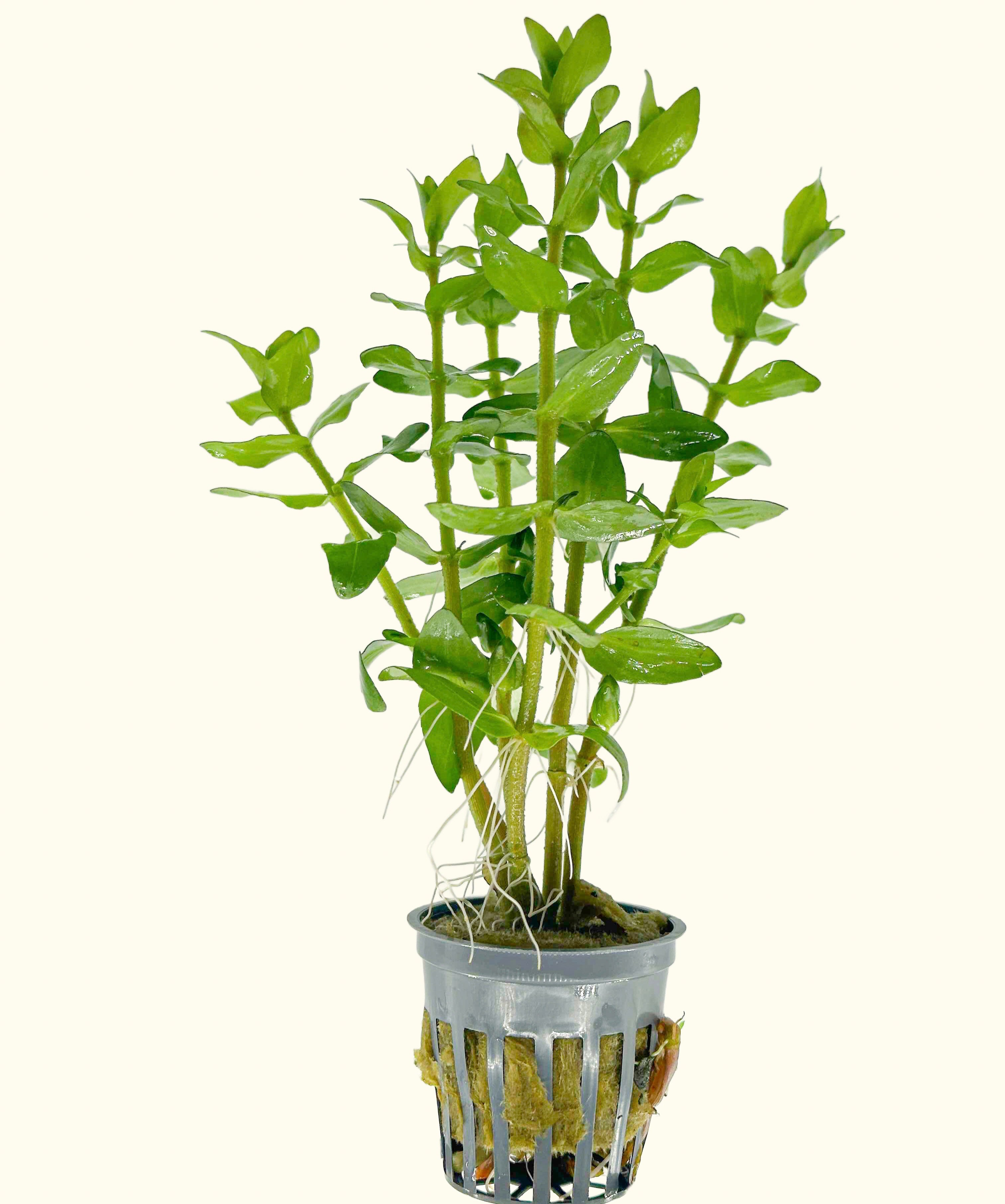 Live Bacopa Caroliniana Aquarium Plant