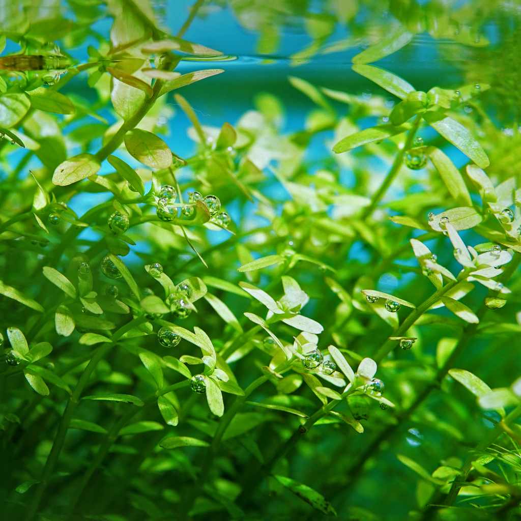 Live Bacopa Caroliniana Aquarium Plant