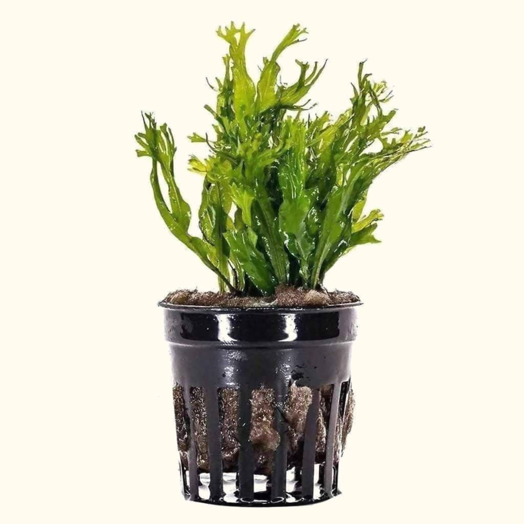 Java Fern 'Windelov' for Aquariums