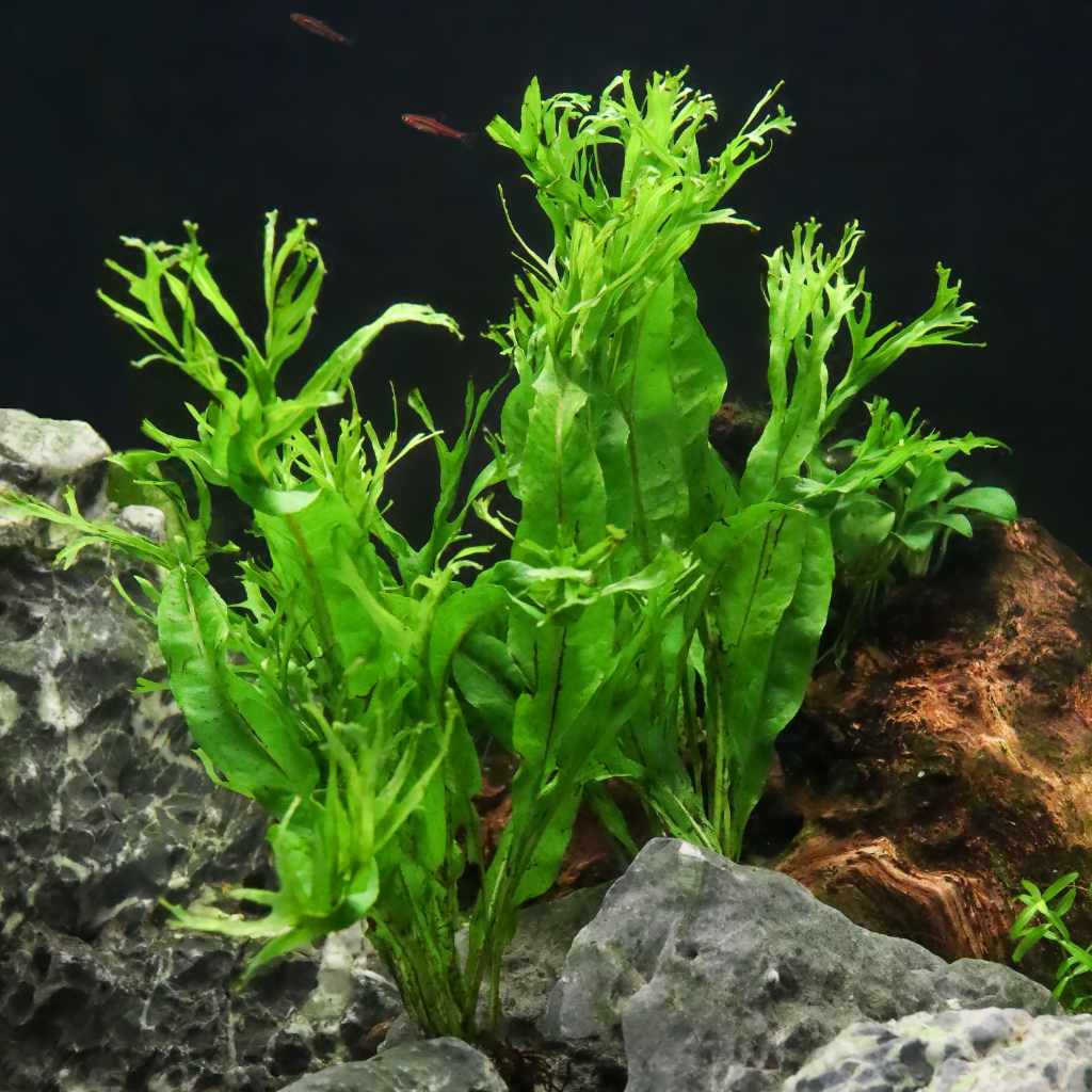 Java Fern 'Windelov' for Aquariums