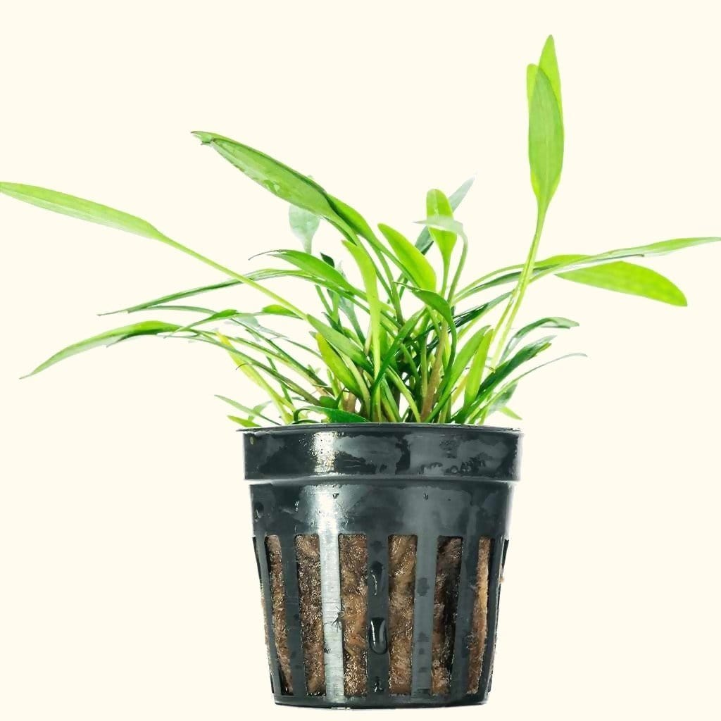 Cryptocoryne Lucens Aquarium Plant for Freshwater Tanks
