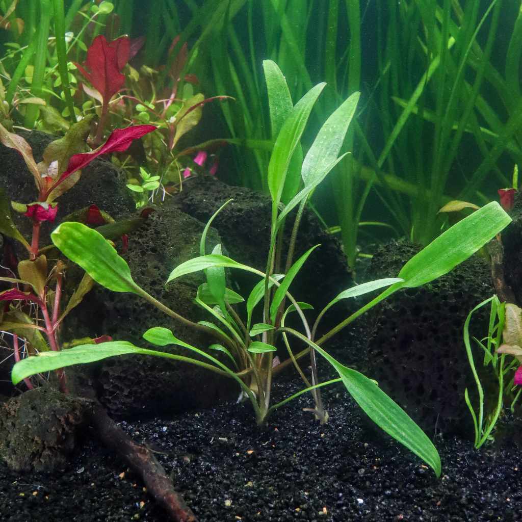Cryptocoryne Lucens Aquarium Plant for Freshwater Tanks