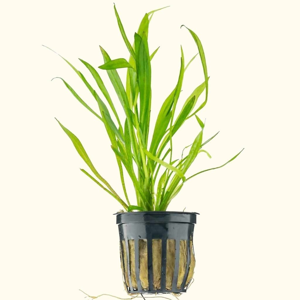 Dwarf Chain Sword Aquarium Plant for Carpeting