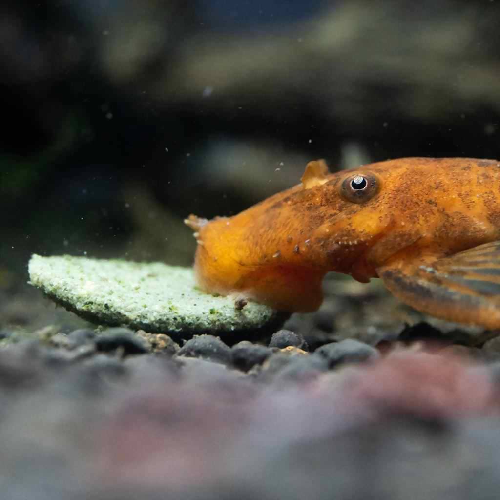 Hikari Algae Wafers for Aquatic Pets