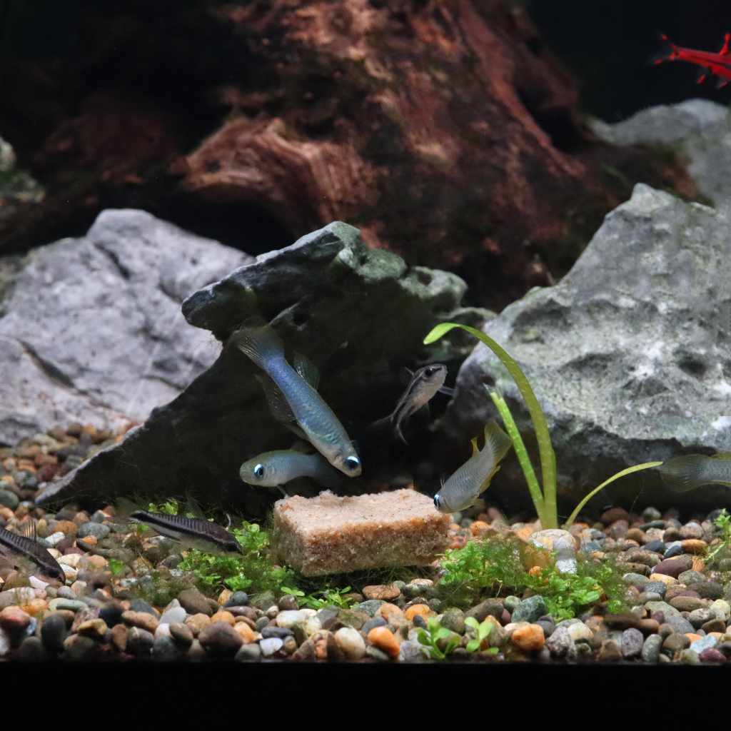 Repashy Community Plus Fish Food for Aquariums
