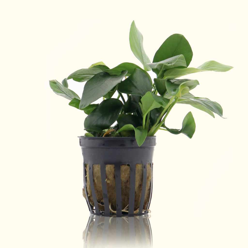 Anubias Nana Live Aquarium Plant