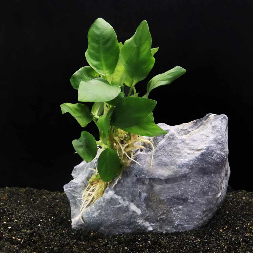 Anubias Nana Live Aquarium Plant