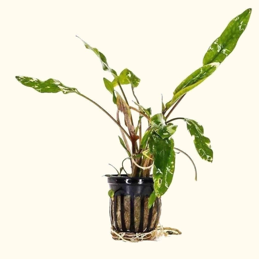 Cryptocoryne Lutea Aquatic Plant for Aquariums