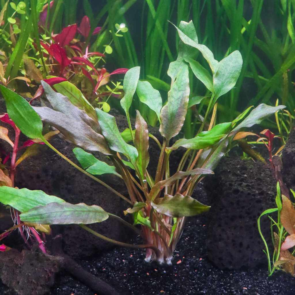 Cryptocoryne Lutea Aquatic Plant for Aquariums