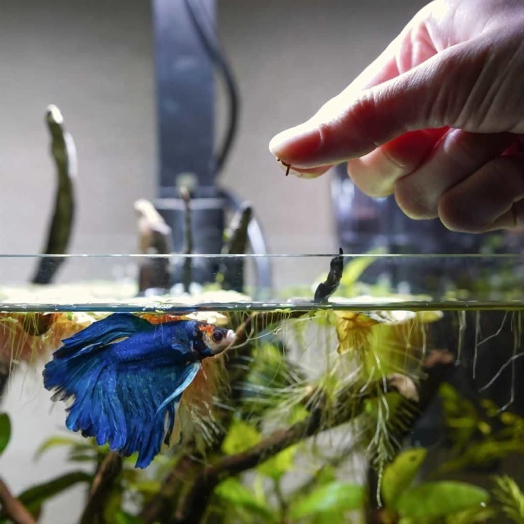 Hikari Vibra Bites Fish Food for Active Feeders