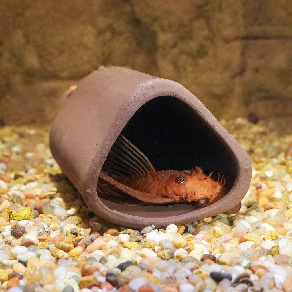 Pleco Breeding Cave by Aquarium Co-Op