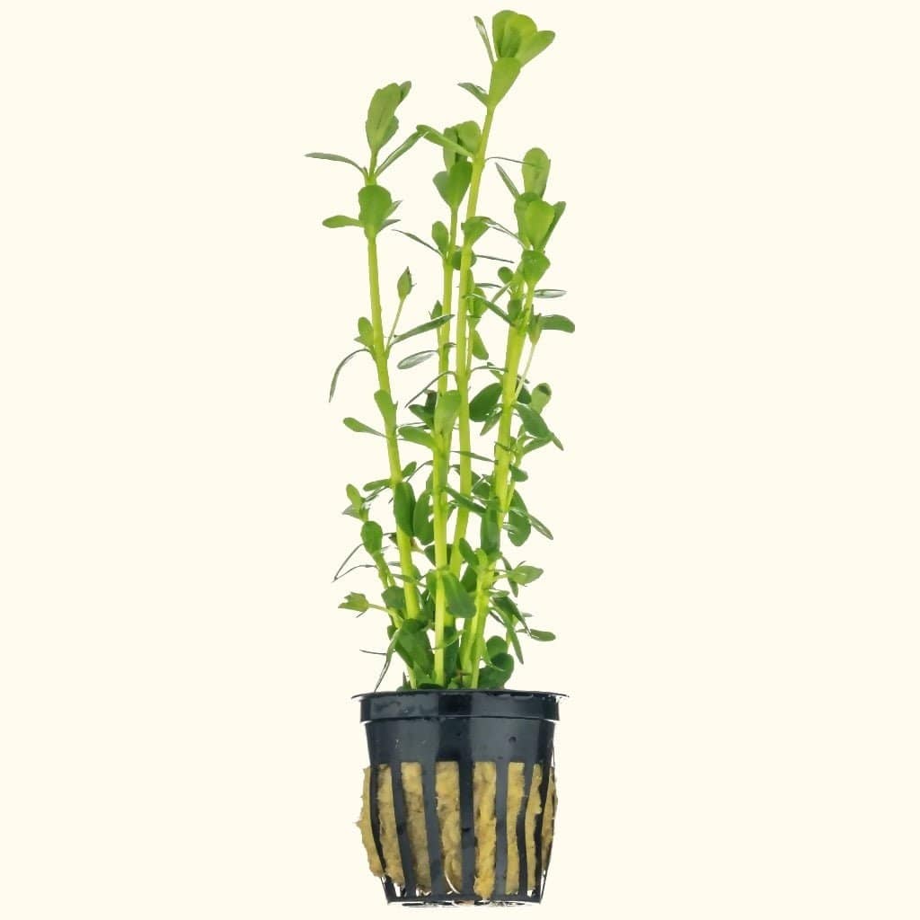 Fresh Moneywort Plants for Aquariums