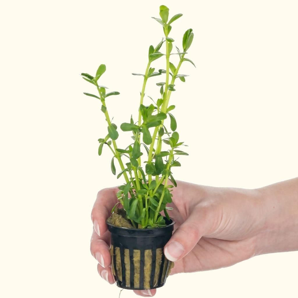 Fresh Moneywort Plants for Aquariums