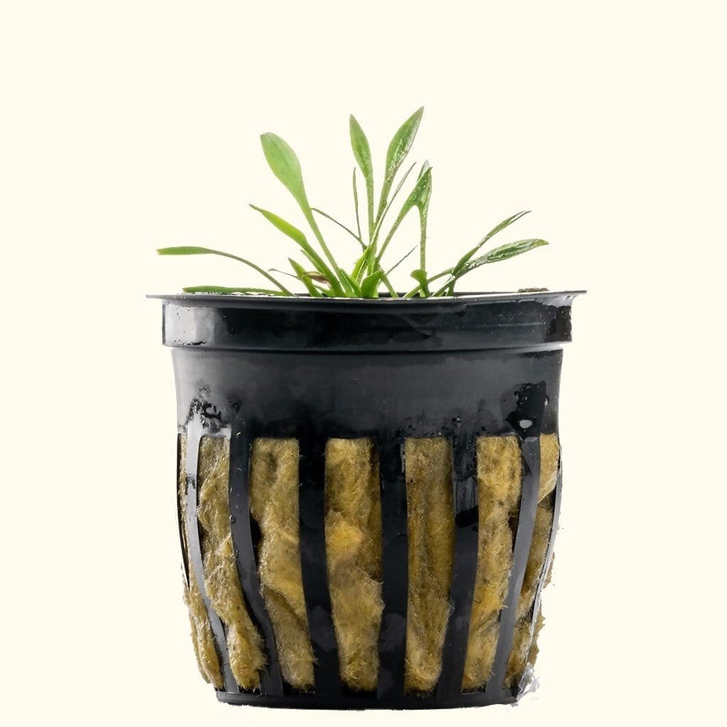 Cryptocoryne Parva Aquarium Plant for Beginners