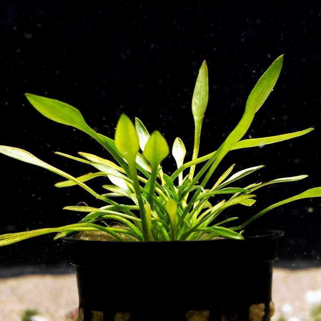 Cryptocoryne Parva Aquarium Plant for Beginners