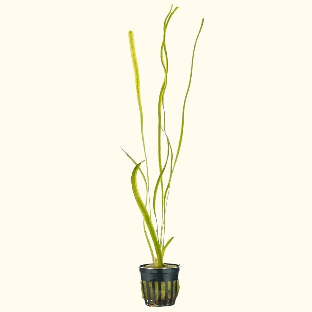 Vallisneria Aquarium Plants for Freshwater Tanks