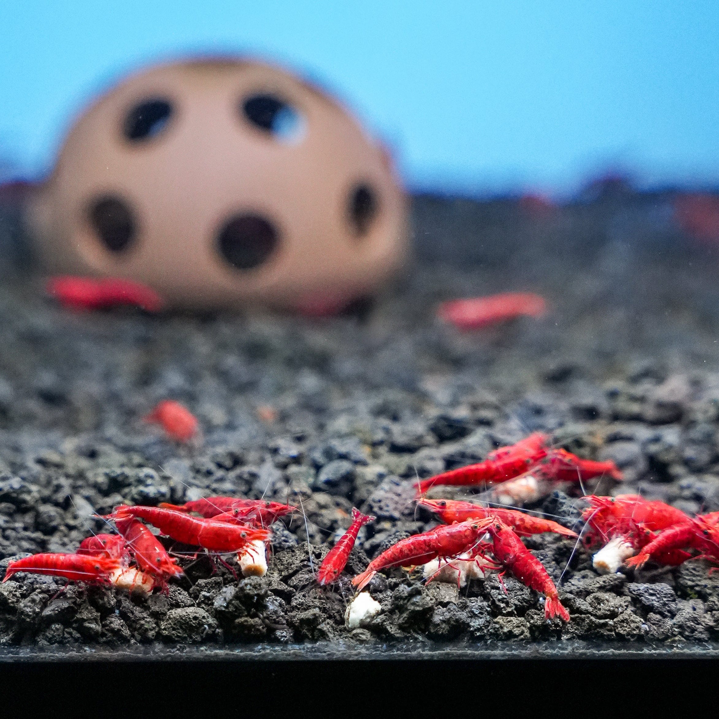 Sinking Shrimp Sticks for Fish Feeding
