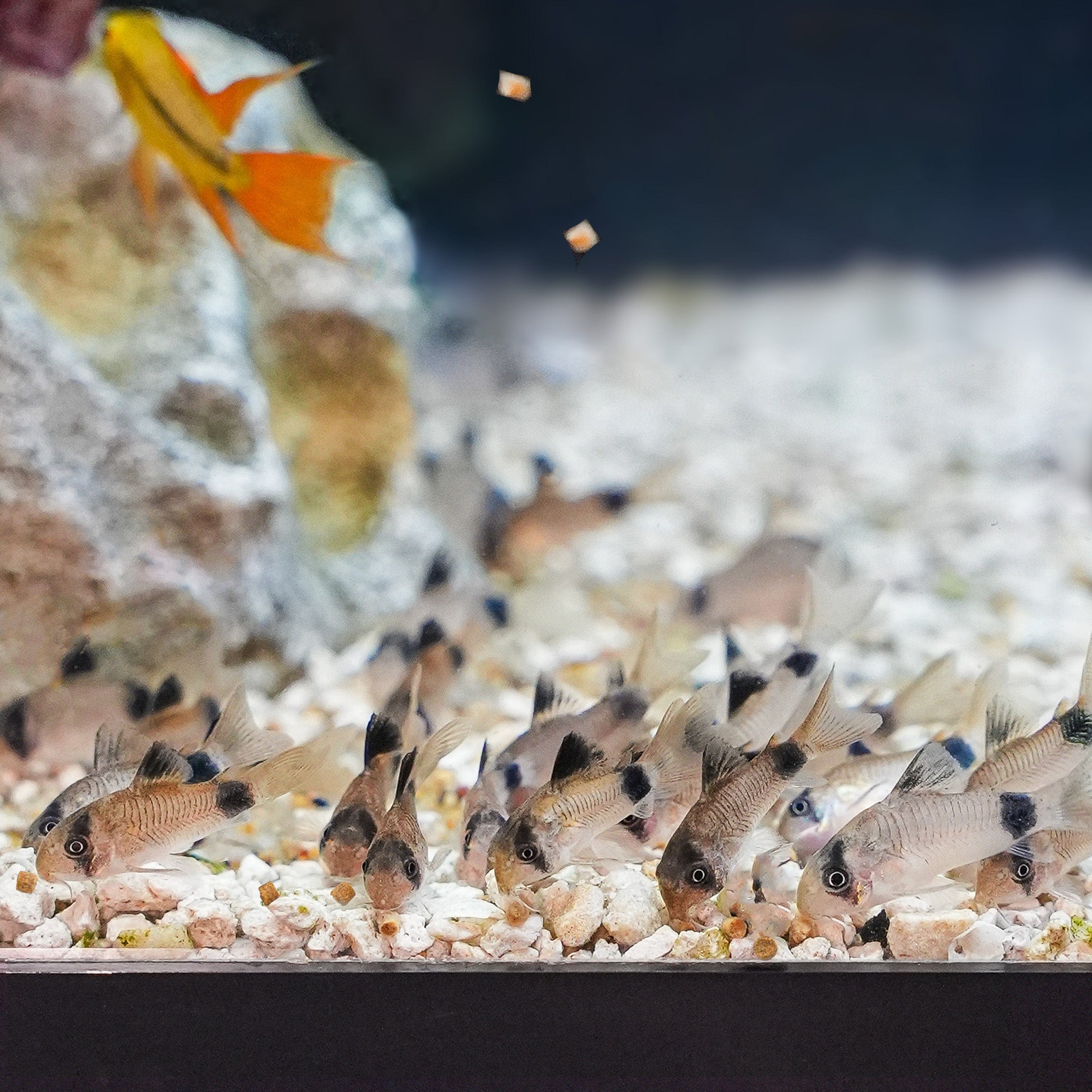 1.5mm Slow-Sinking Pellets for Precision Feeding