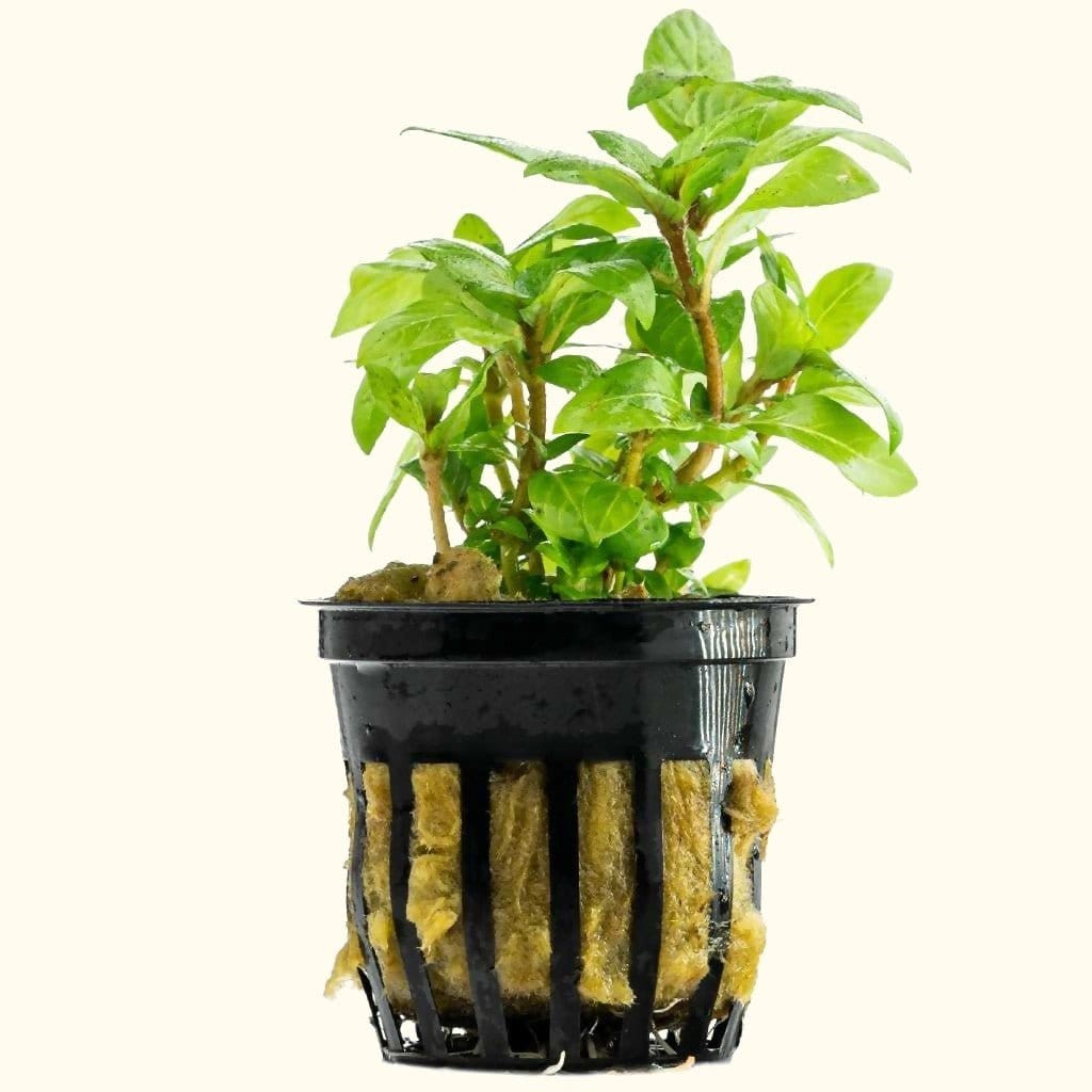 Staurogyne Repens Freshwater Aquarium Plant