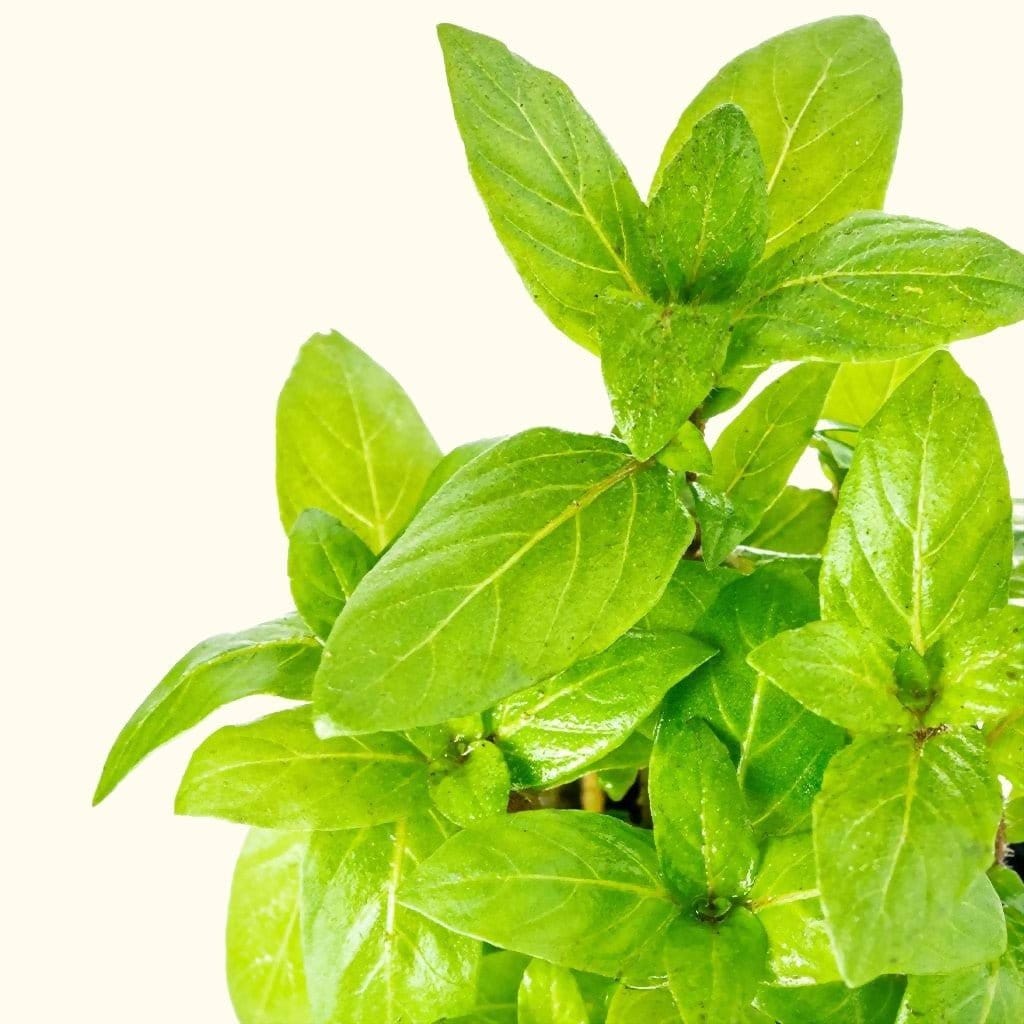 Staurogyne Repens Freshwater Aquarium Plant