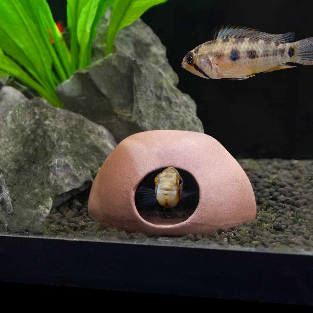 Apisto Breeding Cave for Aquariums