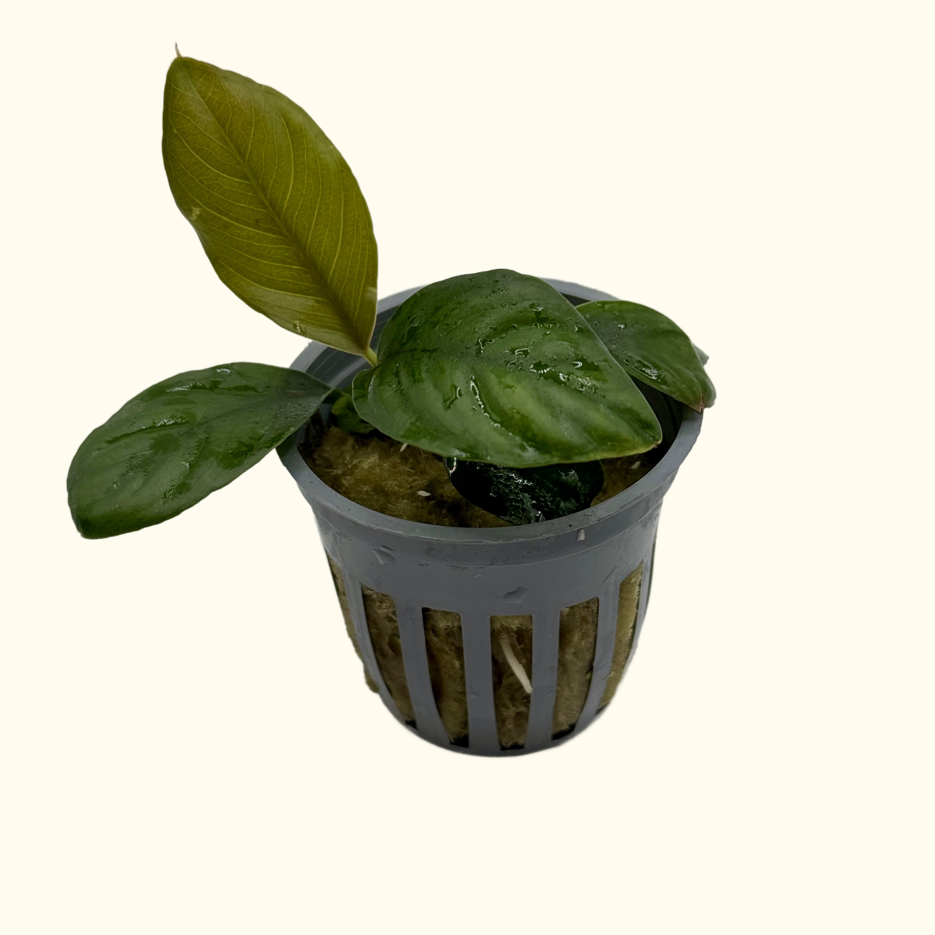 Anubias Coffeefolia Live Aquarium Plant