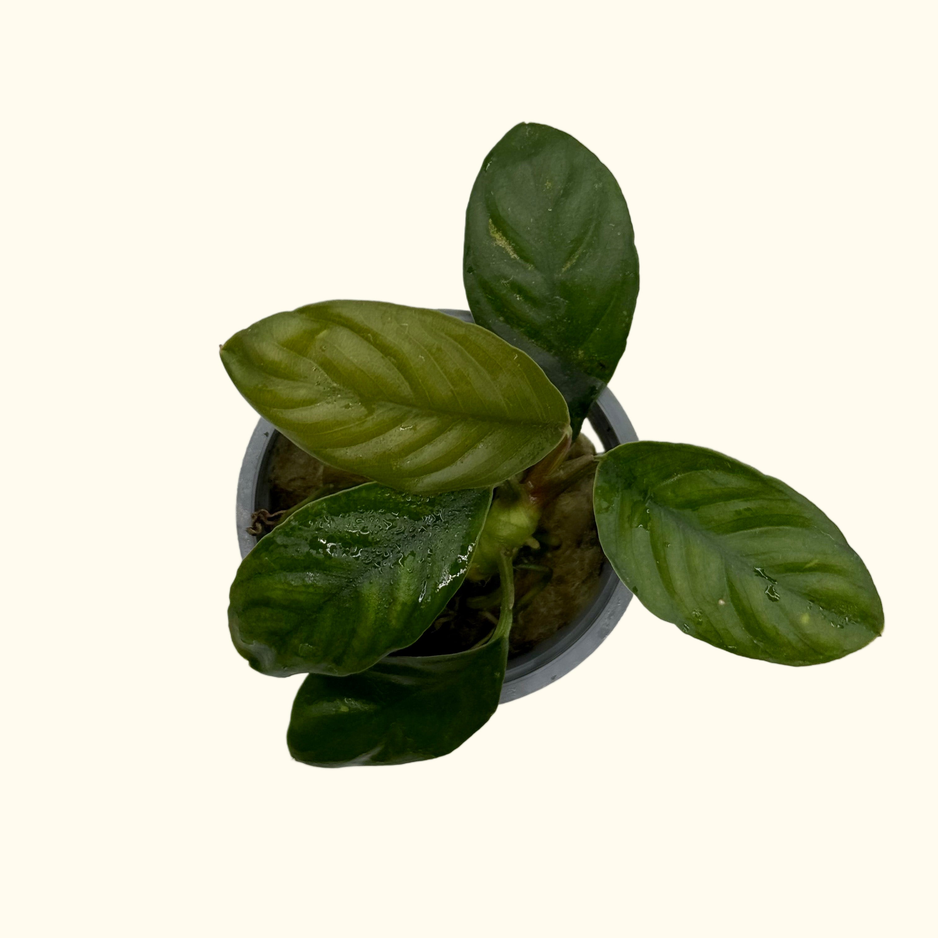 Anubias Coffeefolia Live Aquarium Plant