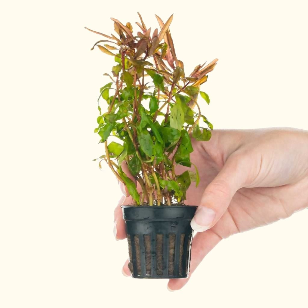 Ammannia Gracilis Aquarium Plant