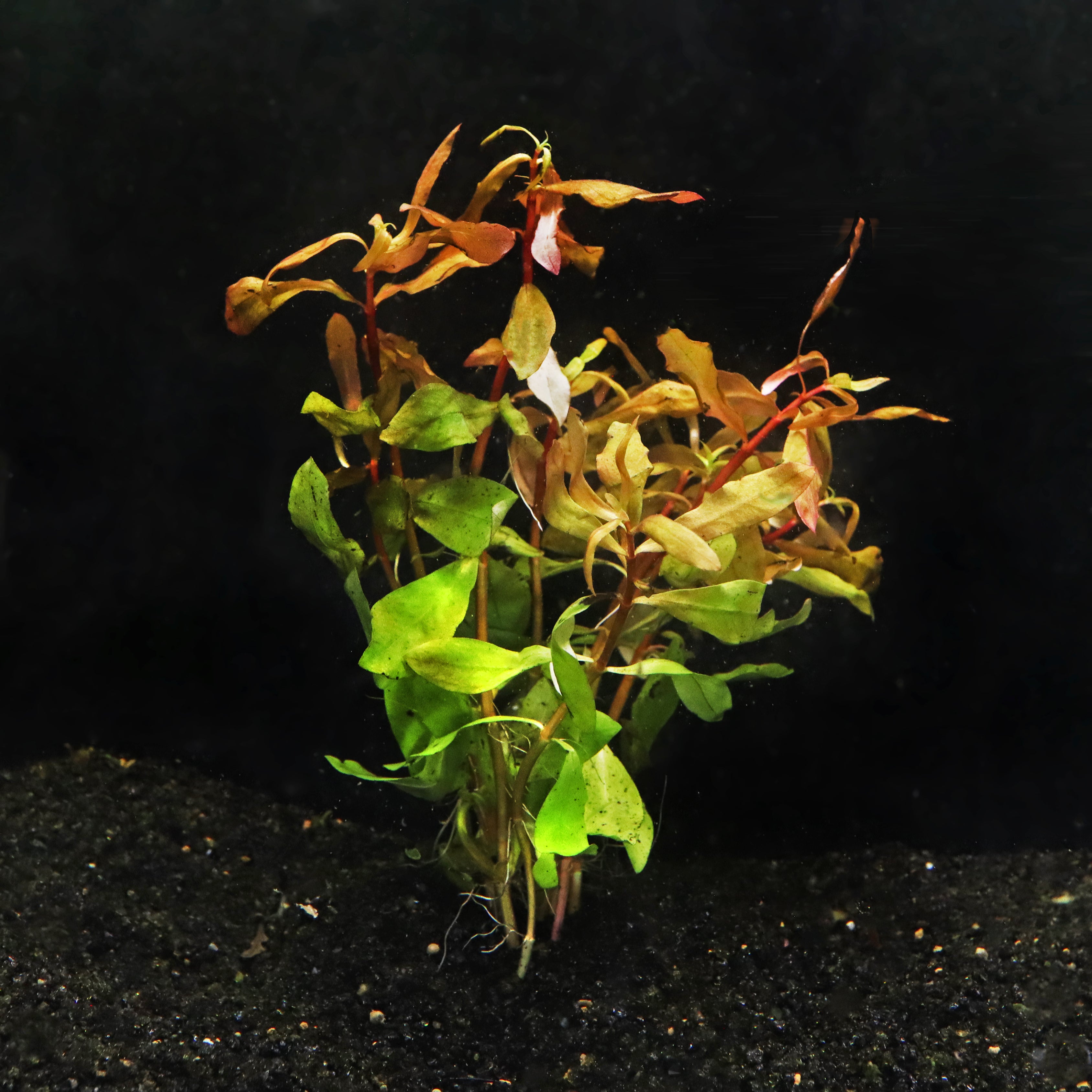 Ammannia Gracilis Aquarium Plant