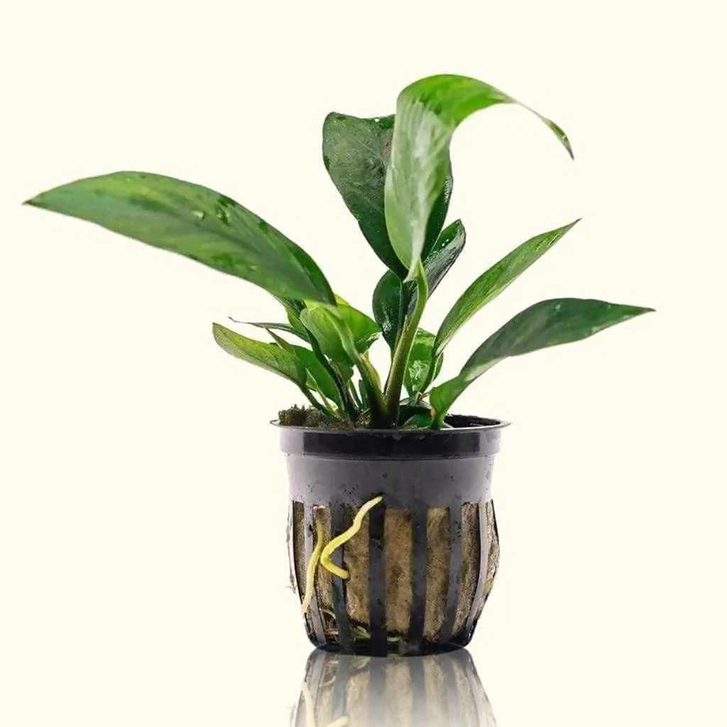 Anubias Nangi Live Aquarium Plant