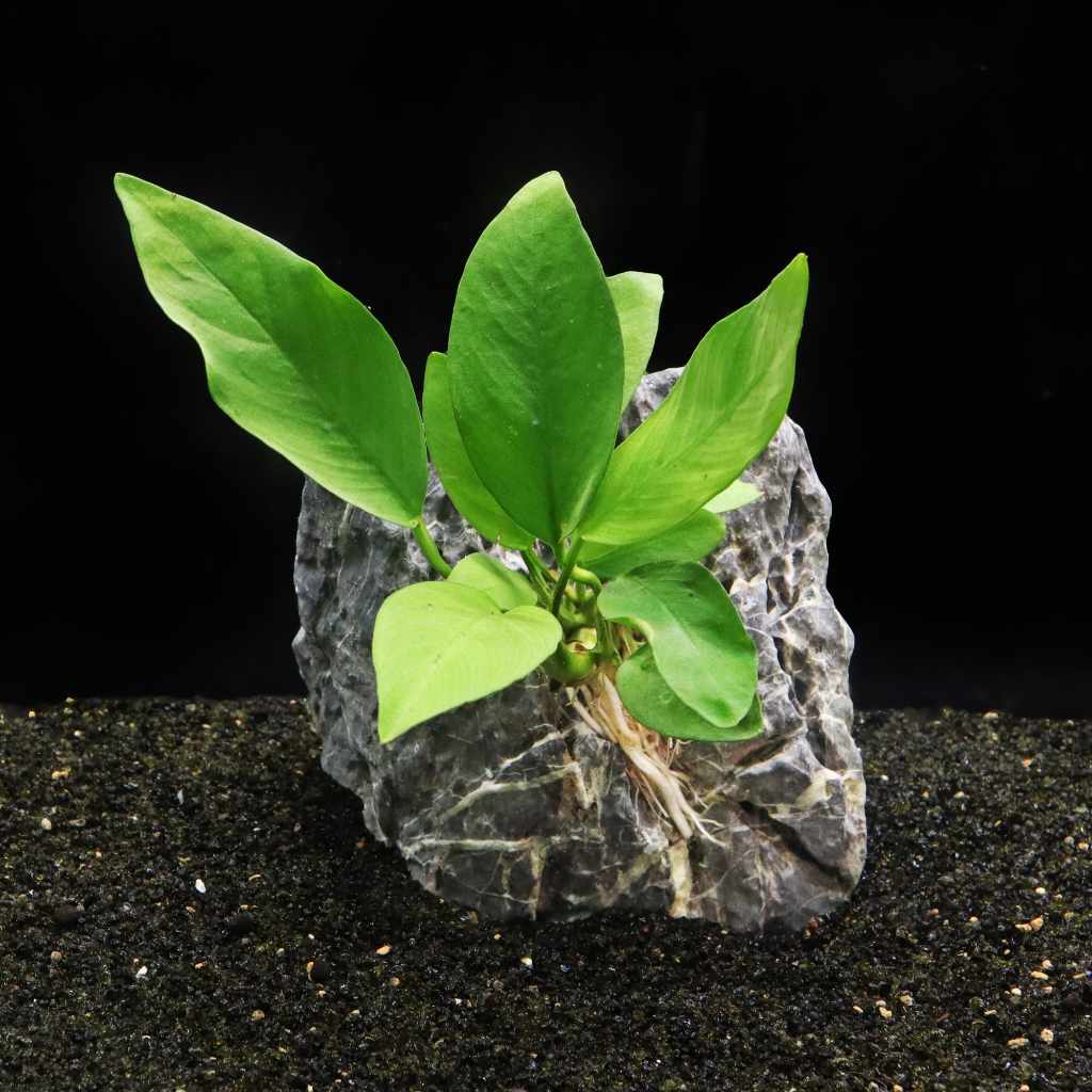 Anubias Nangi Live Aquarium Plant