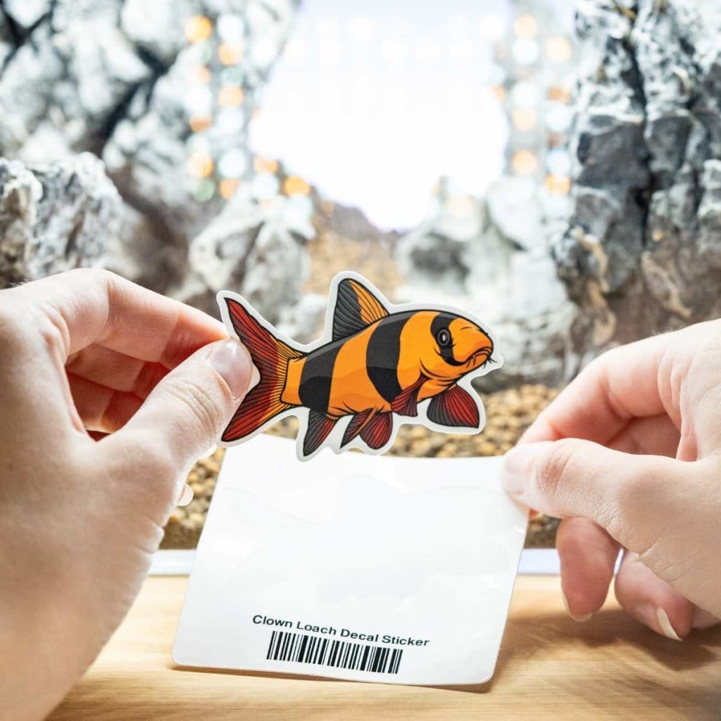 Clown Loach Fish Tank Sticker Decal