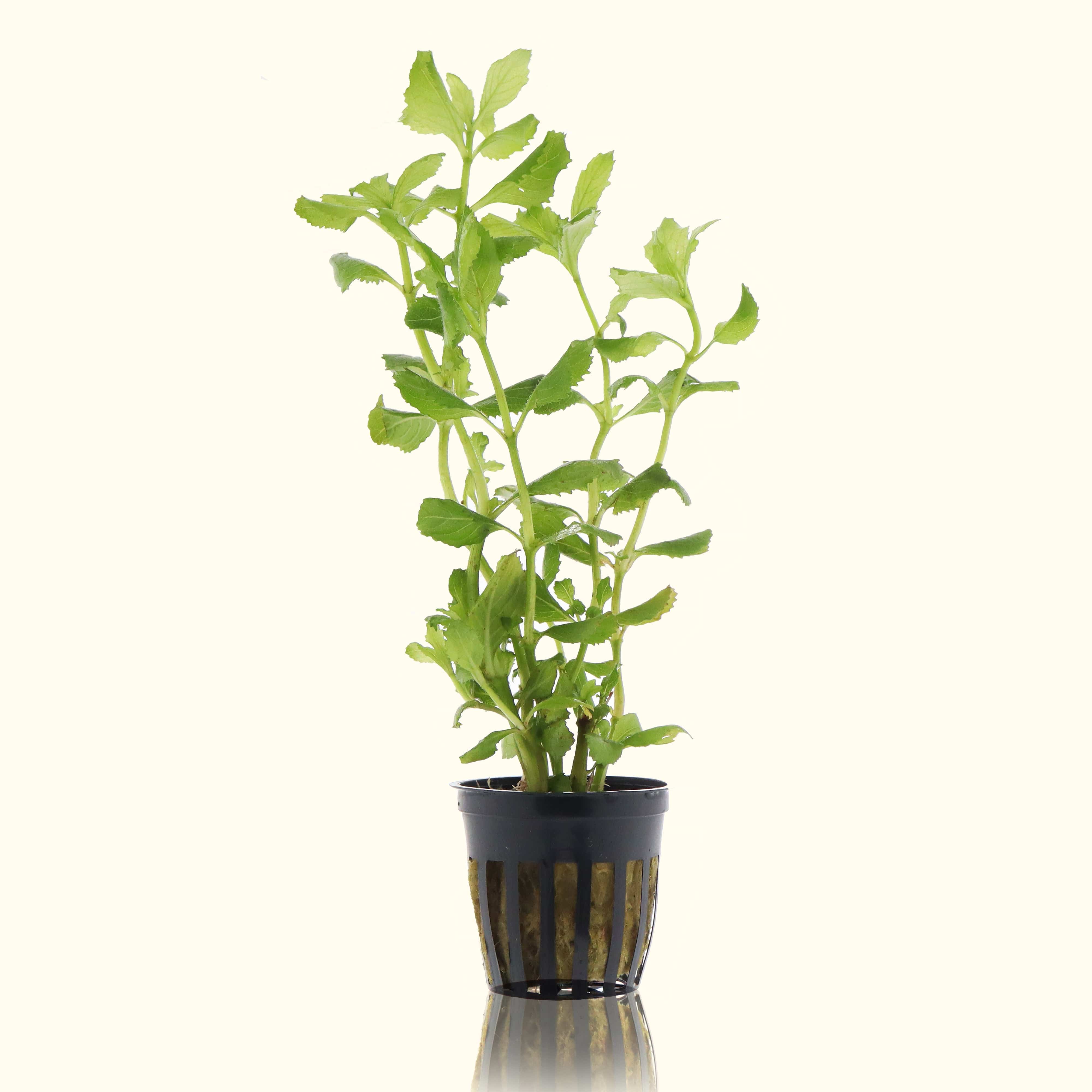 Water Wisteria Live Aquarium Plant