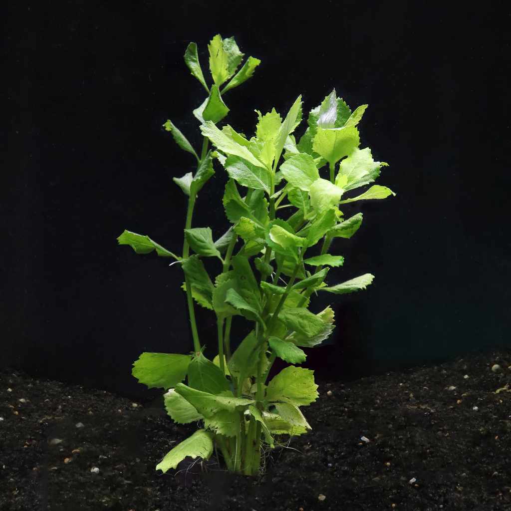Water Wisteria Live Aquarium Plant