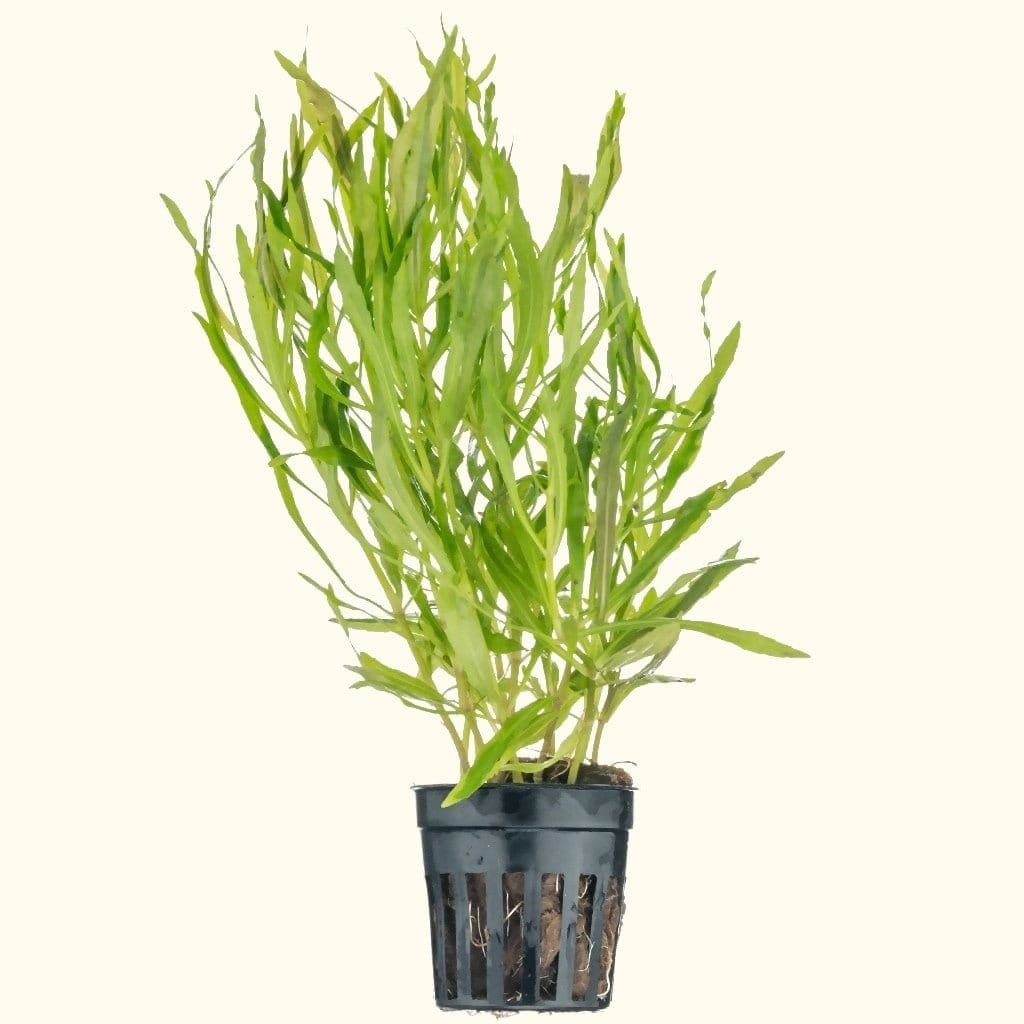 Octopus Pogostemon Stellatus Aquarium Plant