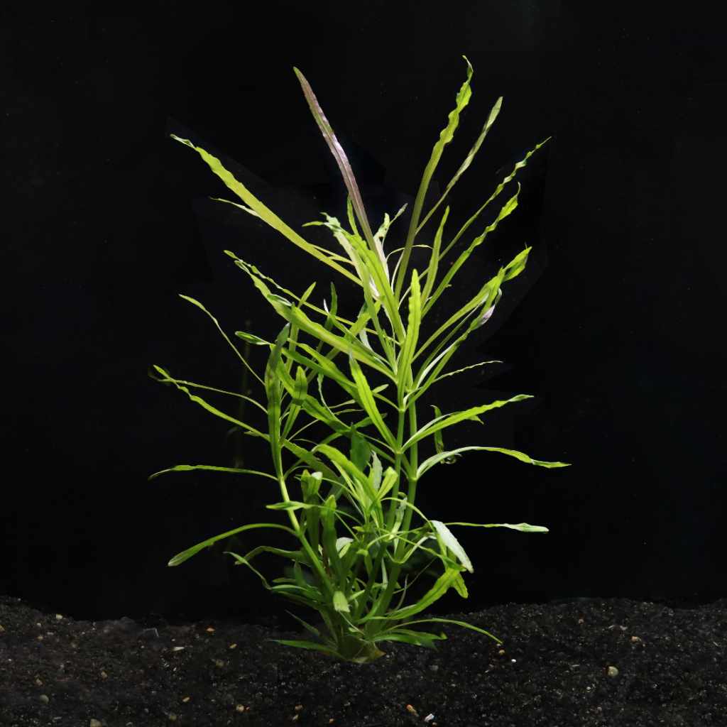 Octopus Pogostemon Stellatus Aquarium Plant