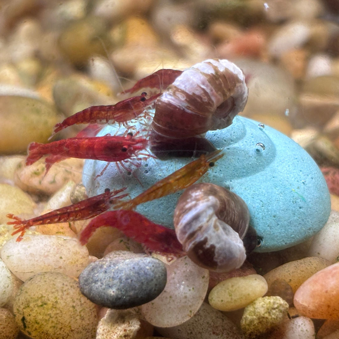 Shrimp & Snail Shells for Aquariums