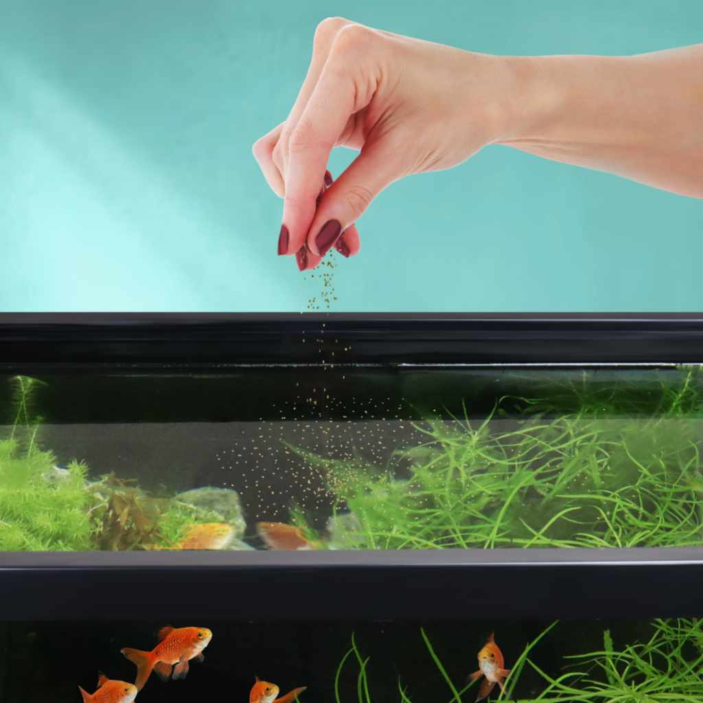 Floating Fish Food Pellets for Ponds