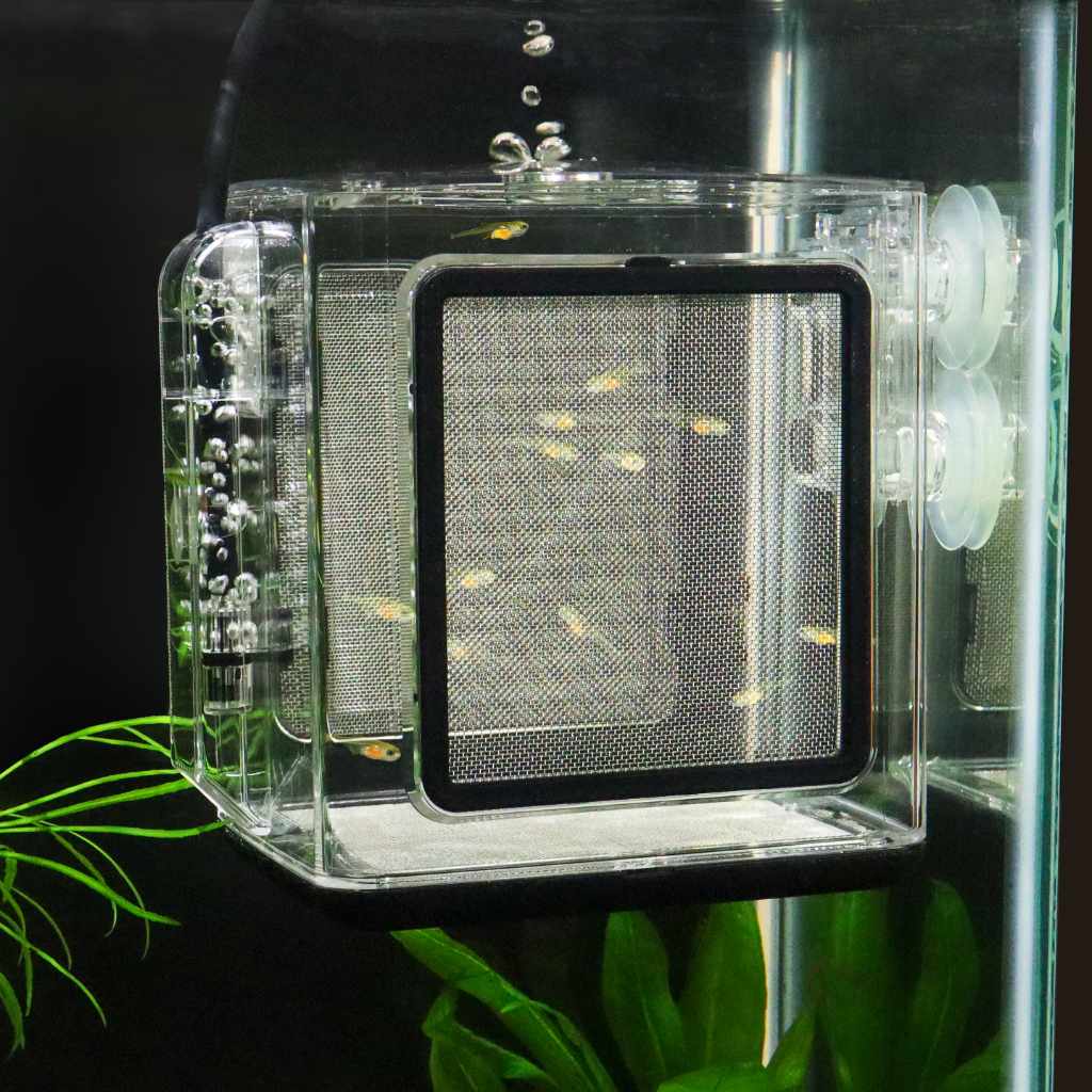 Ziss Premium Fish Breeding Box