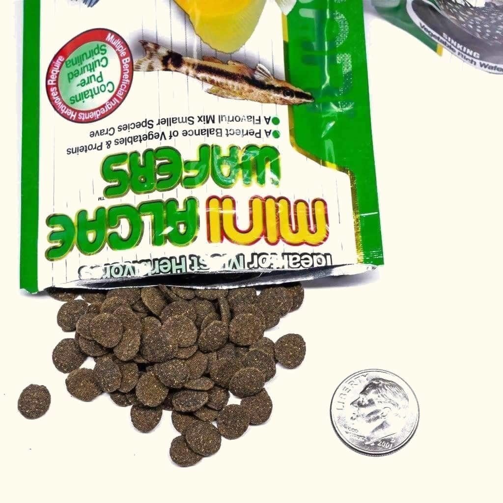 Hikari Mini Algae Wafers for Small Fish