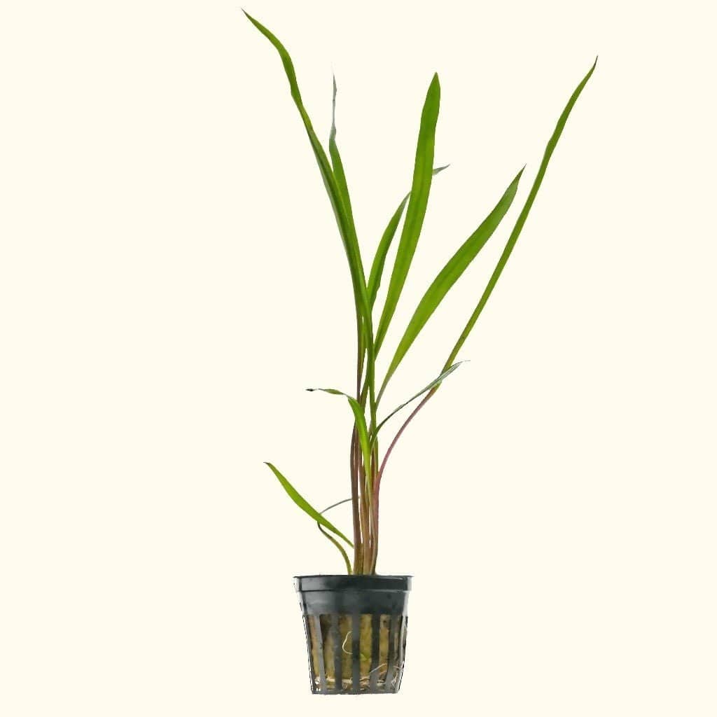 Cryptocoryne Spiralis Aquarium Plant
