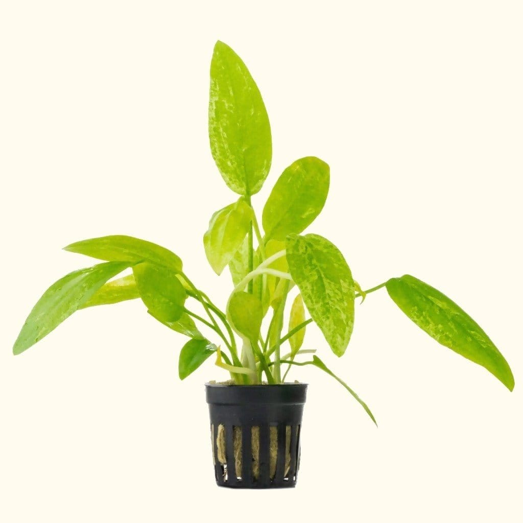 Marble Queen Sword – Elegant Indoor Plant