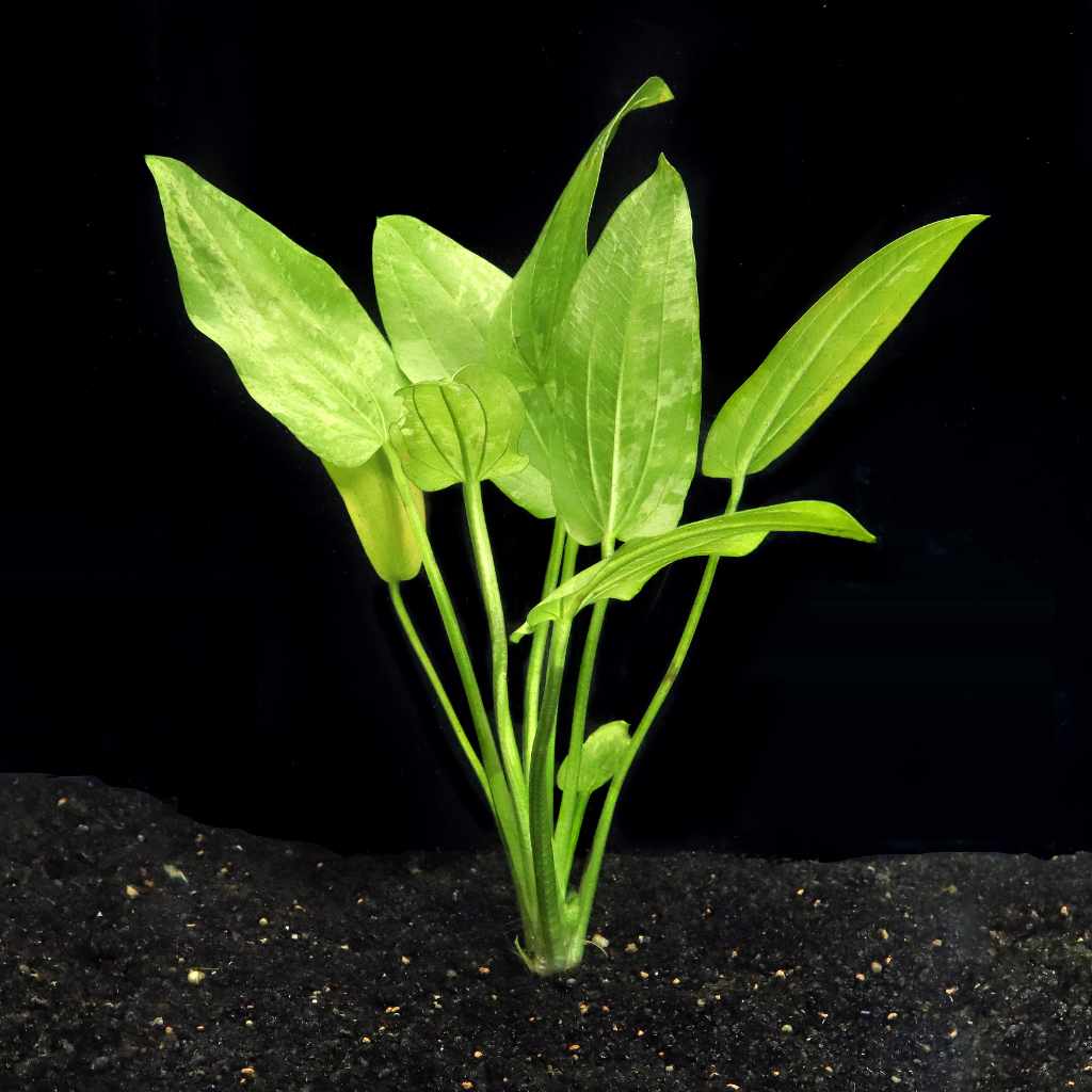 Marble Queen Sword – Elegant Indoor Plant