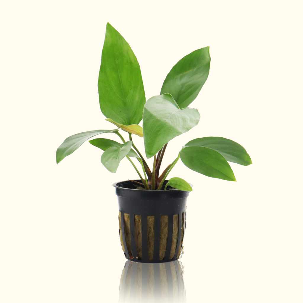 Anubias Hastifolia Aquatic Plant for Aquariums